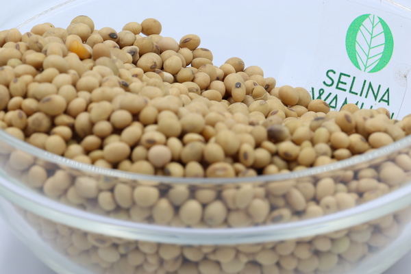Ethiopia Soybeans